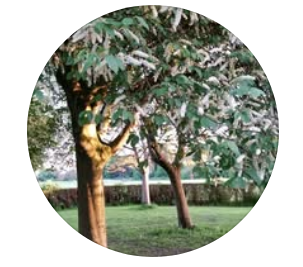 Friends of Firth Park